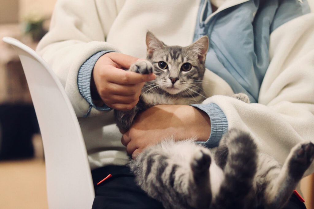 A person in a cream fleece holds a grey tabby cat on their lap, gently holding up one of its paws.