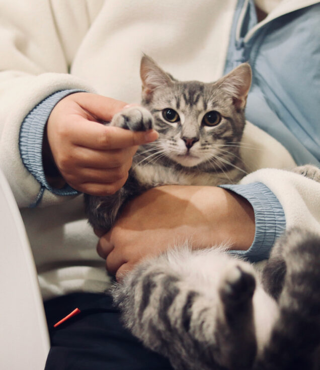 A person in a cream fleece holds a grey tabby cat on their lap, gently holding up one of its paws.