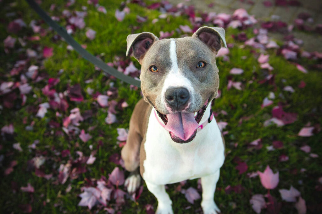 A grey and white pit bull type dog sits on grass scattered with pink fallen leaves, looking up with its tongue out.
