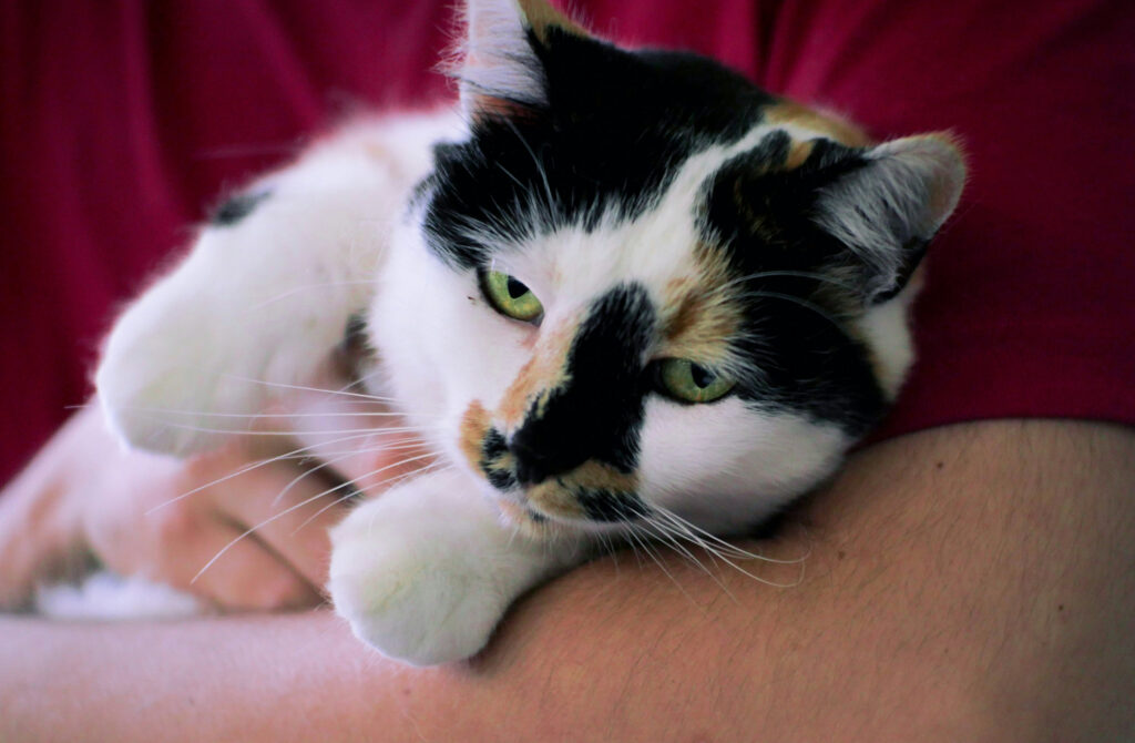 A calico cat rests in a person's arms against a red top, looking toward the camera.