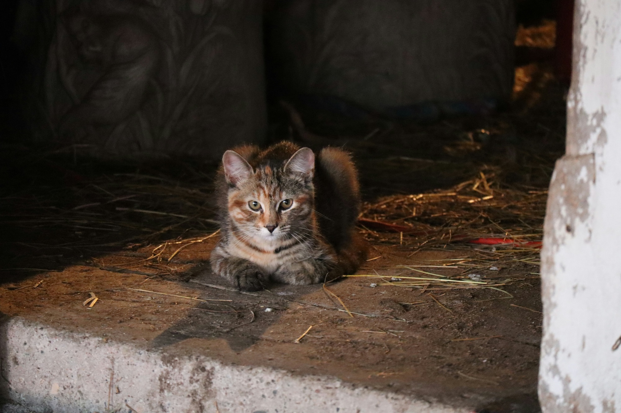 A grey striped cat sits next to some hay in a barn