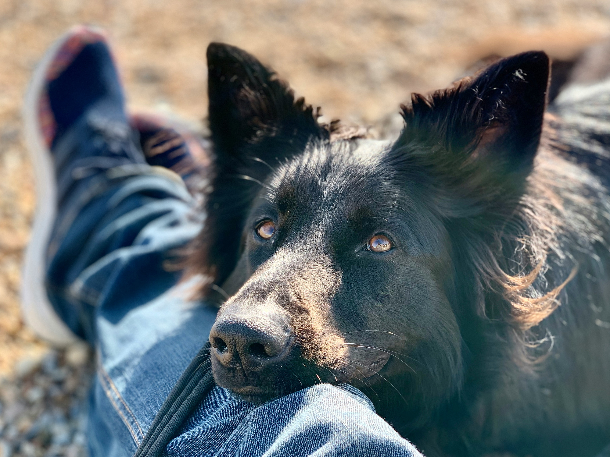 A black long-haired dog rests its head on a person's denim-clad leg, looking up at them.