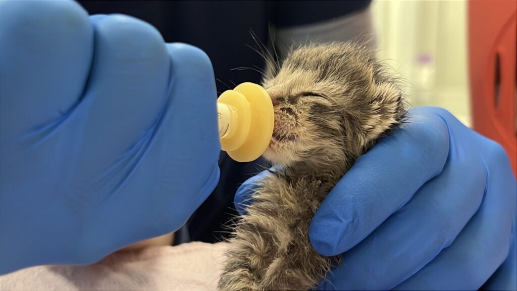Joan's kitten being bottle fed.