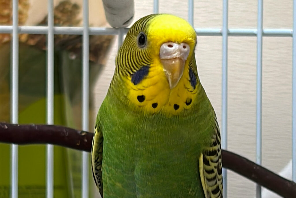 Green and yellow budgie perched in its cage