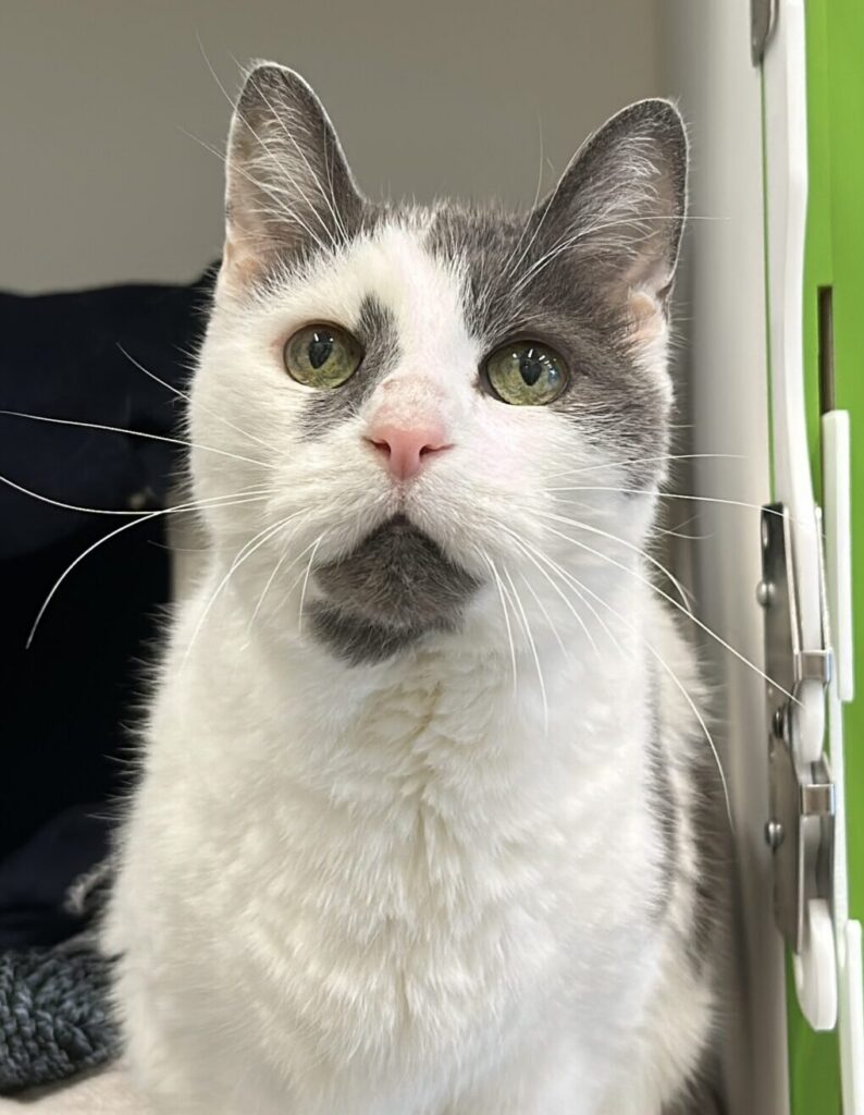 Dakota, a cat who came into GHS care after his guardian passed away.
