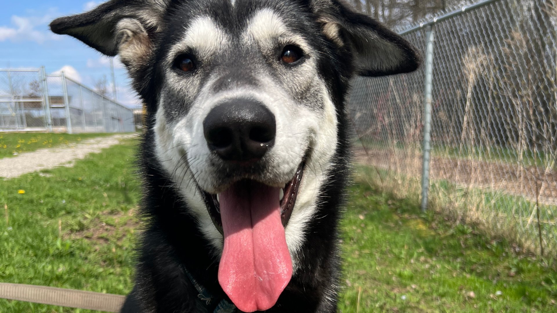 Ethel, a dog who spent 113 days in GHS care before being adopted.