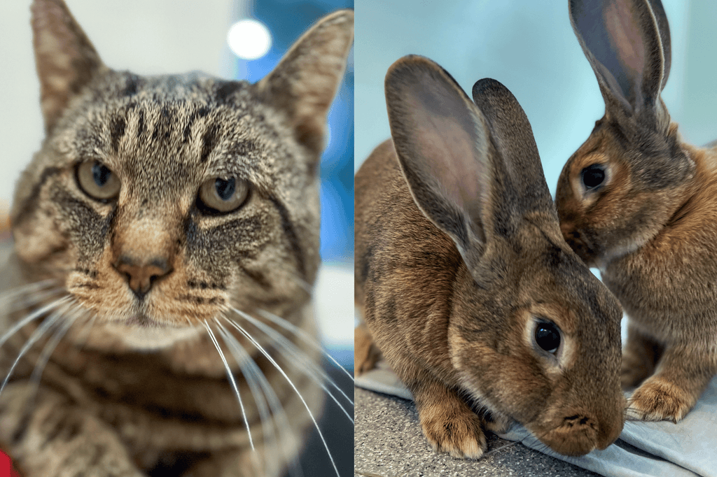 cat and rabbits