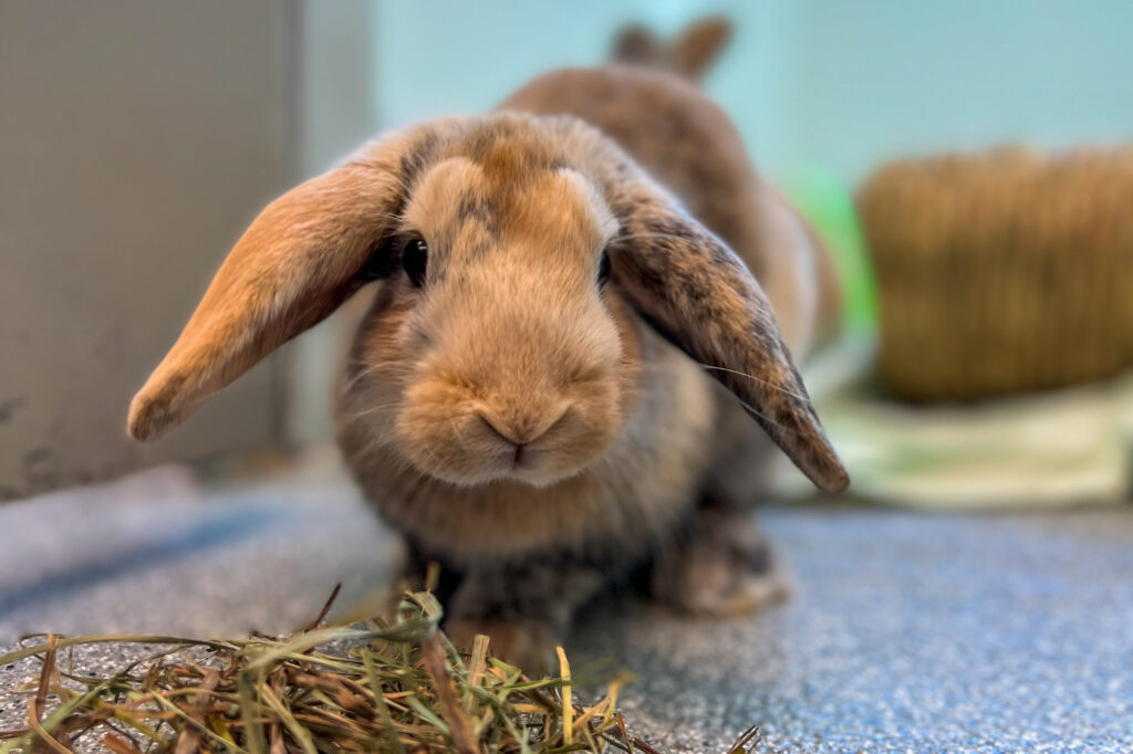 Brown lop-eared rabbit sitting on a mat with hay