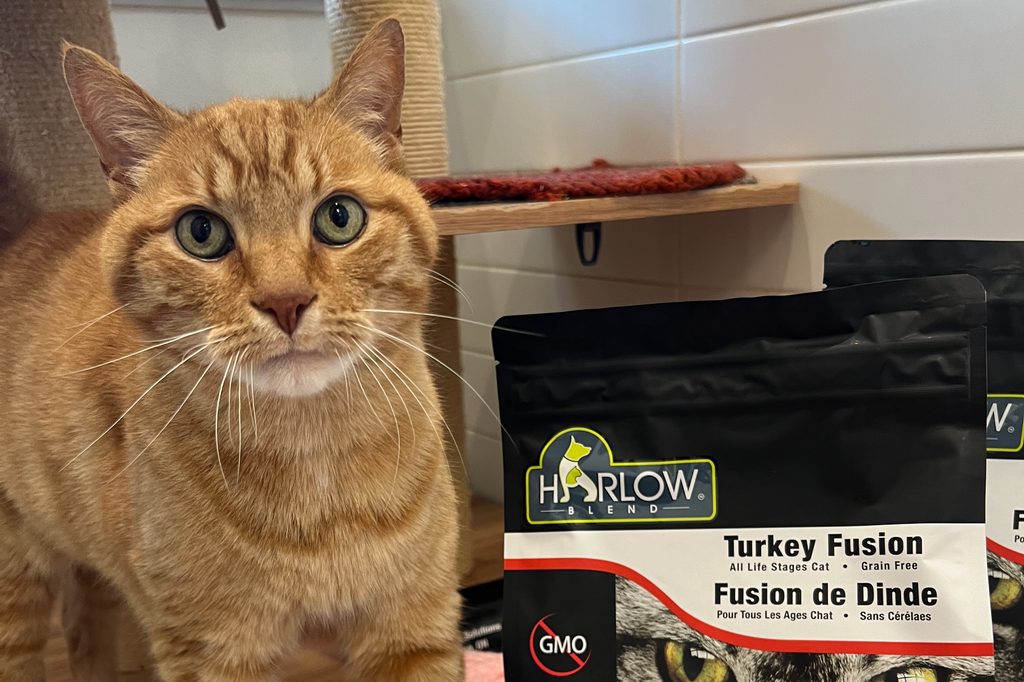 Cat with food bank donation