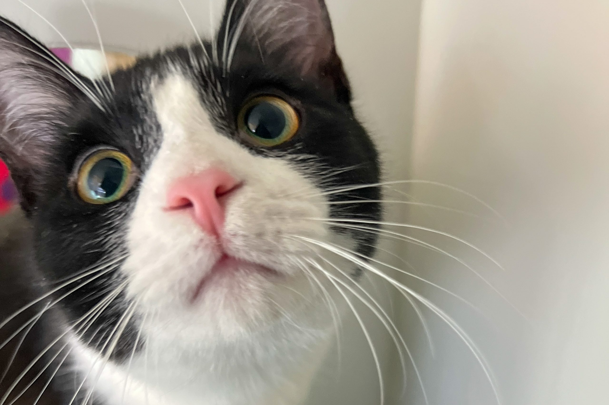 Close-up of a black and white cat with a pink nose looking up at the camera