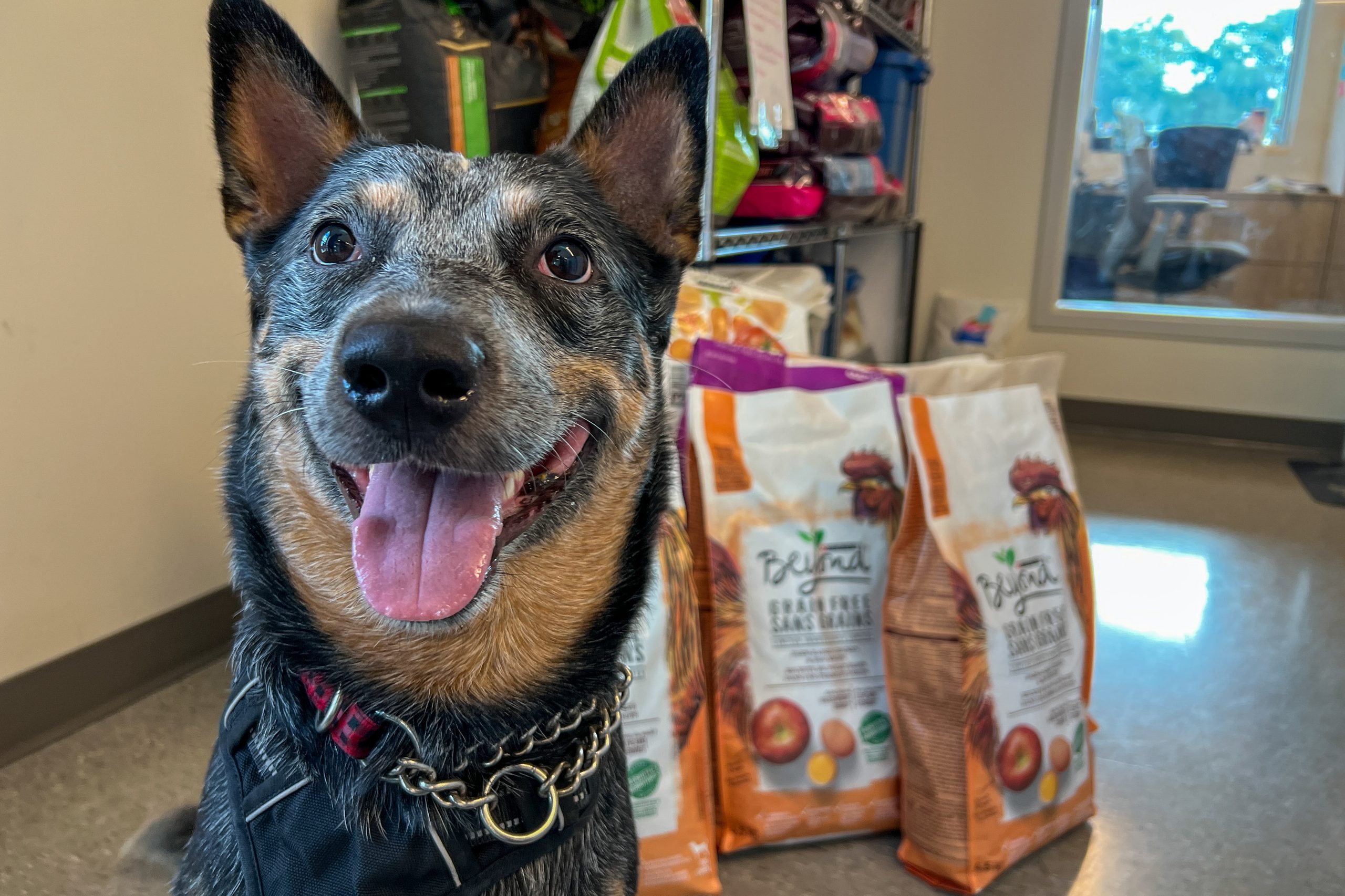 Smiling cattle dog mix sitting beside bags of pet food