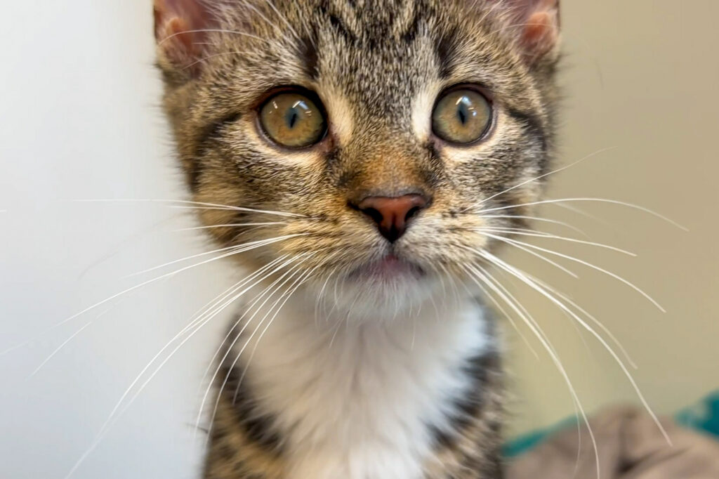 Tabby and white kitten with wide eyes looking at the camera