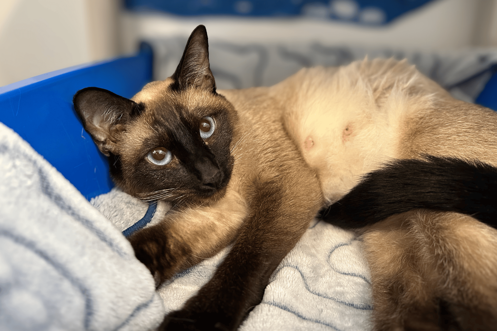 A pregnant cat named Lucy laying down in intake room.