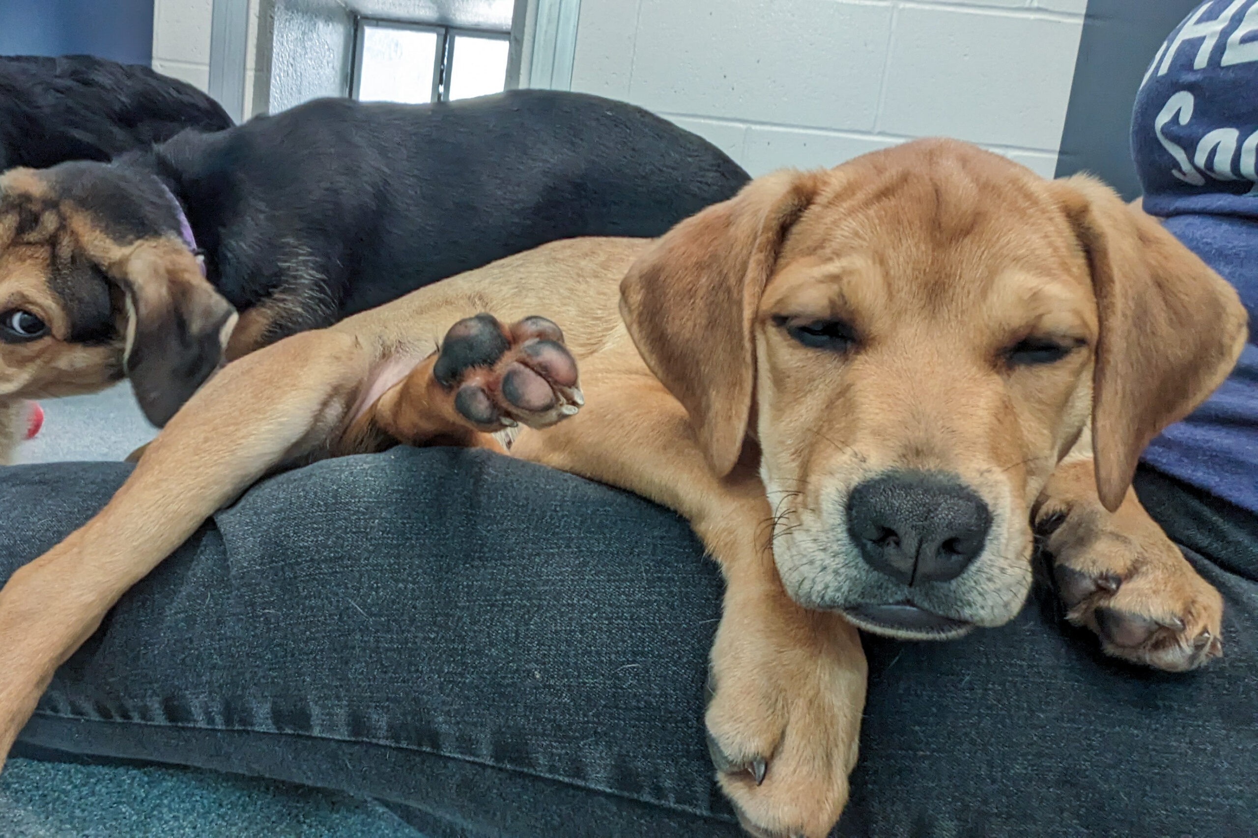 Puppies