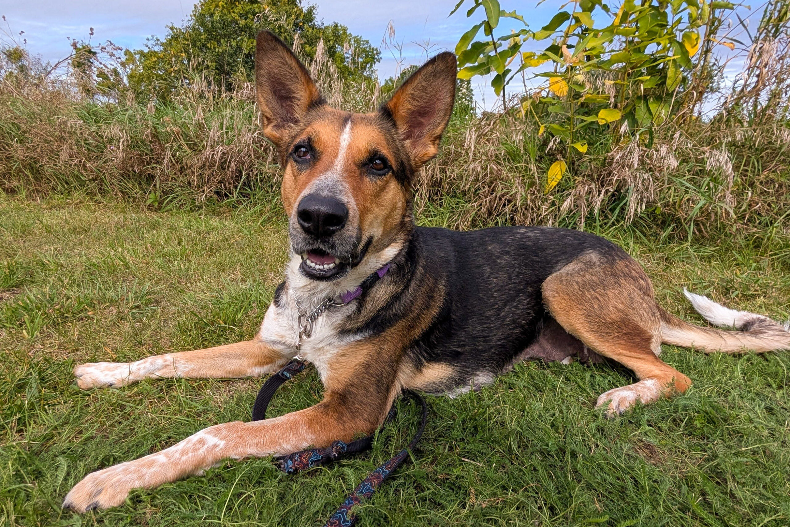 Dogs - Guelph Humane Society