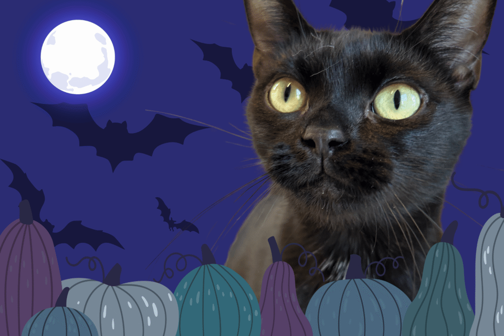Black cat, pawrents' night out event Guelph