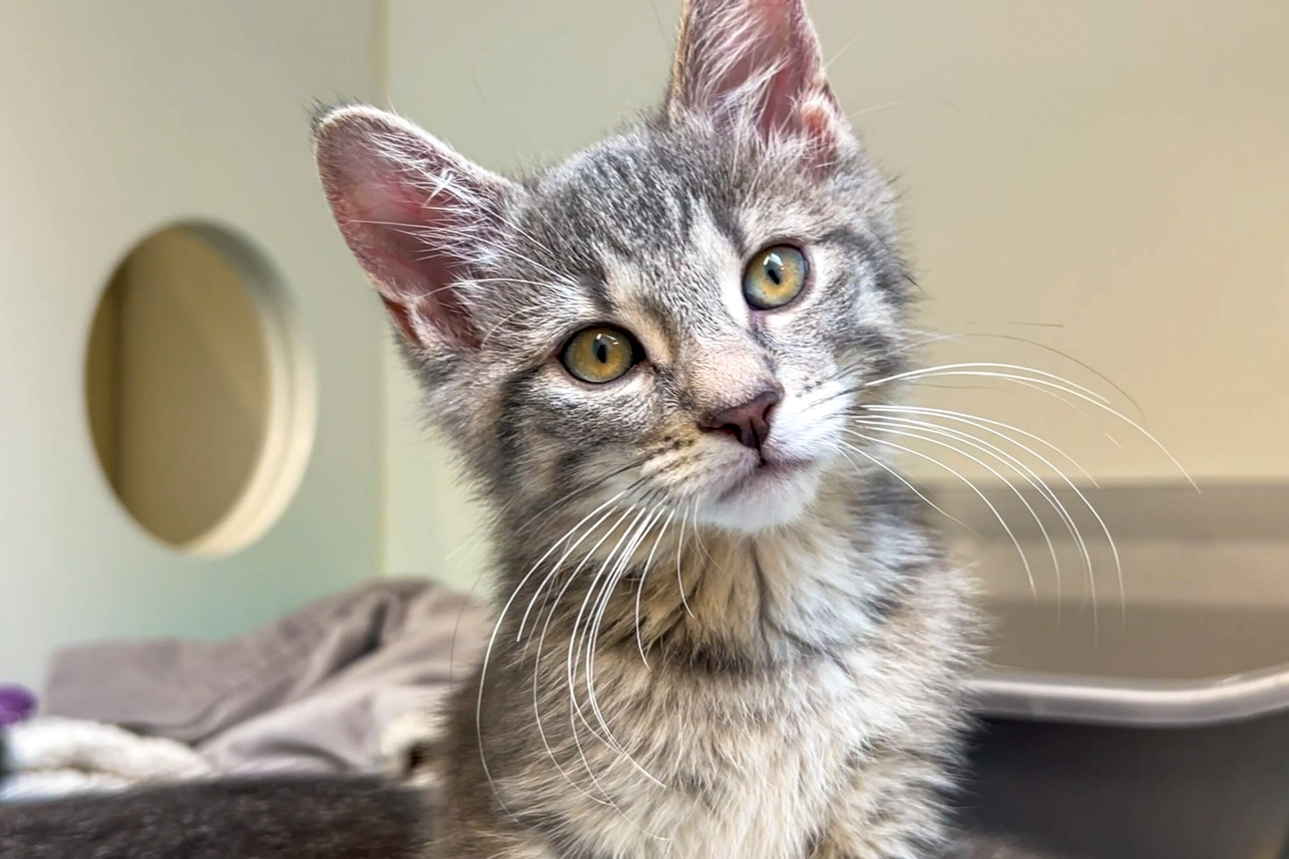 Guelph, Humane Society kitten available for adoption.